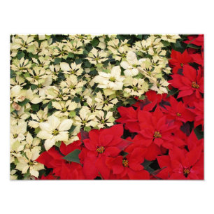 Impression Photo Poinsettias blancs et rouges I Floral fête