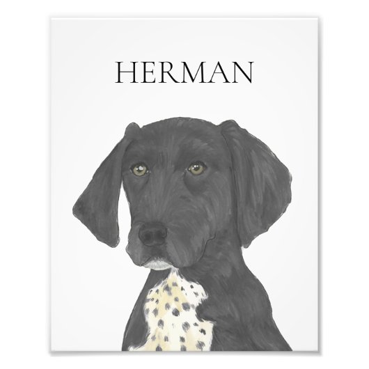 Impression Photo Pointeur noir et blanc allemand (Devant)