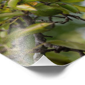 Impression Photo Poire Bosc Sur L'Arbre (Coin)