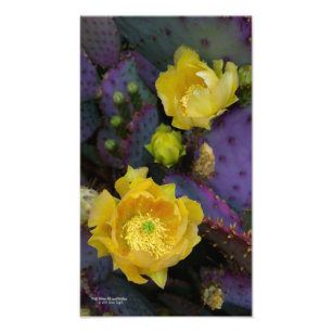 Impression Photo Poire pourpre opuntie cactus fleurs jaunes