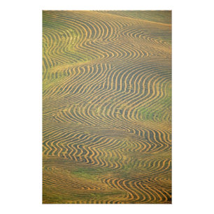 Impression Photo Pois de lentille et en attente de récolte dans