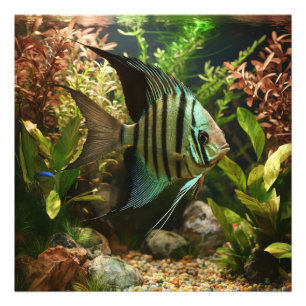 Impression Photo Poisson-ange altum rayé