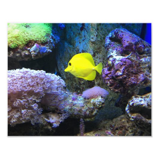 Impression Photo Poisson-ange jaune (Devant)