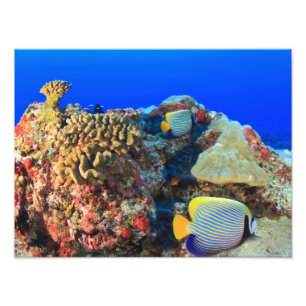 Impression Photo Poisson-ange royal Pygoplites diacanthus),