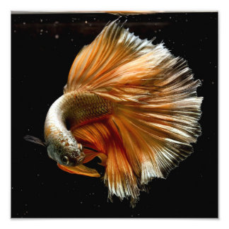 Impression Photo Poisson Betta demi-lune
