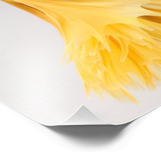 Impression Photo Poisson Betta demi-lune (Coin)