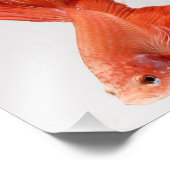 Impression Photo Poisson Betta demi-lune orange (Coin)
