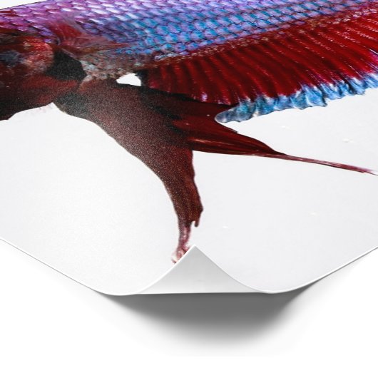 Impression Photo Poisson blanc Plakat Betta (Coin)