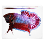 Impression Photo Poisson blanc Plakat Betta (Devant)
