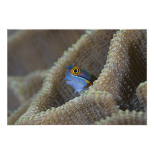 Impression Photo poisson blennie (Blenniidae) sortant sa tête