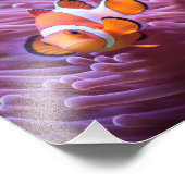 Impression photo Poisson Clown (Coin)