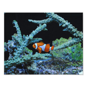 Impression Photo Poisson clown en corail