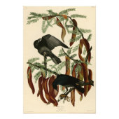 Impression Photo Poisson Crow de John James Audubon Oiseaux d'Améri (Devant)