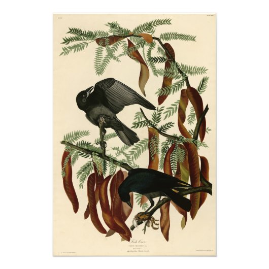 Impression Photo Poisson Crow de John James Audubon Oiseaux d'Améri (Devant)