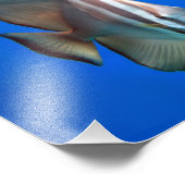 Impression Photo Poisson de chaume bleu (Coin)