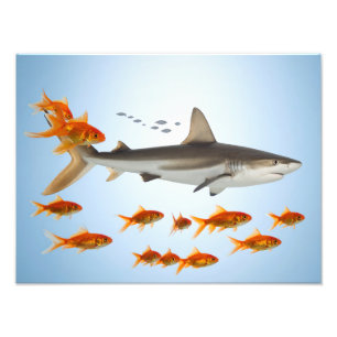 Impression Photo Poisson Doré et Requin