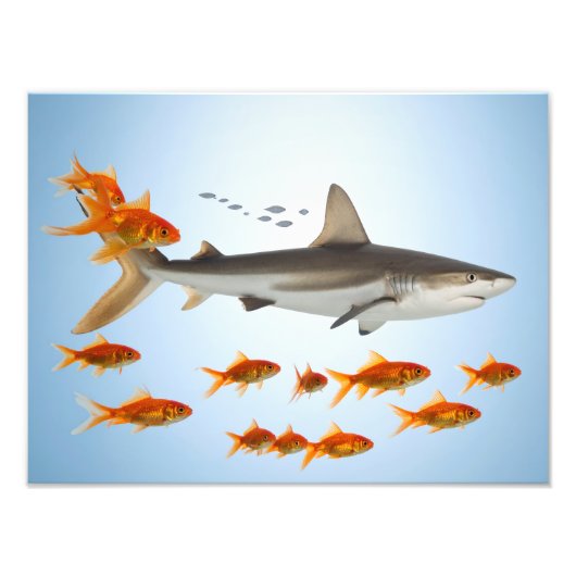 Impression Photo Poisson Doré et Requin (Devant)