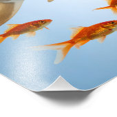 Impression Photo Poisson Doré et Requin (Coin)