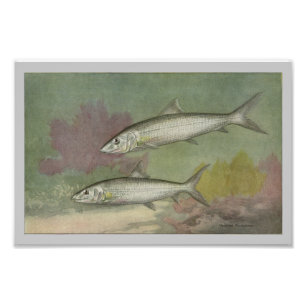 Impression Photo Poisson d'os imprimé Vintage