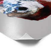 Impression Photo Poisson Plakat Betta (Coin)