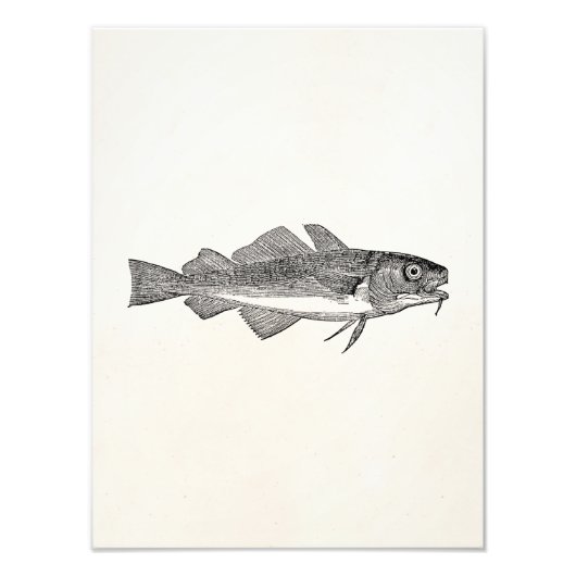 Impression Photo Poisson vintage de morue - Modèle de poissons aqua (Devant)