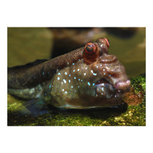 Impression Photo Poissons amphibies Oxudercinae de Mudskipper