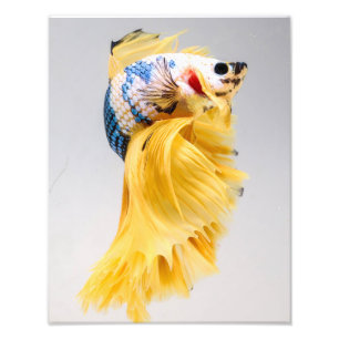 Impression Photo Poissons de Betta de demi-lune
