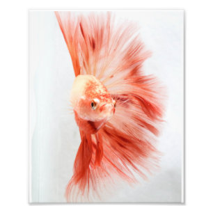 Impression Photo Poissons de Betta de demi-lune de Dalmation