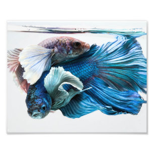 Impression Photo Poissons de caresse de Betta d'abruti