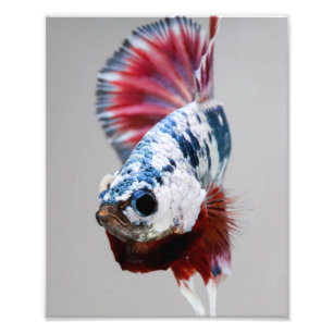 Impression Photo Poissons de Plakat Betta