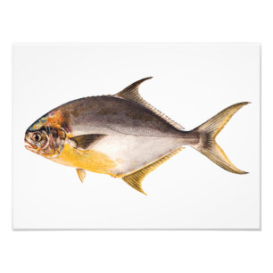 Impression Photo Poissons vintages de Pompano - le jeu pêche le