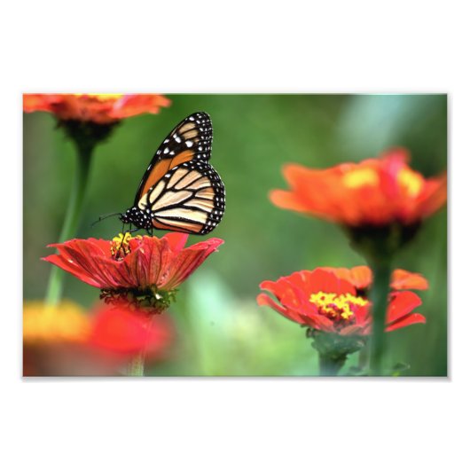 Impression Photo Pollinisation des papillons monarques (Devant)