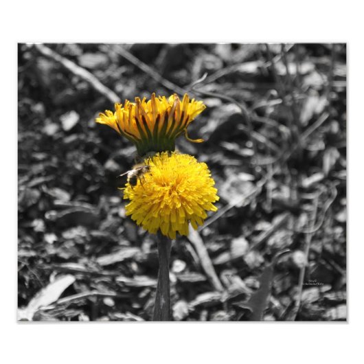 Impression Photo Pollinisation du début du printemps (Devant)