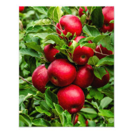 Impression Photo Pommes rouges lumineuses