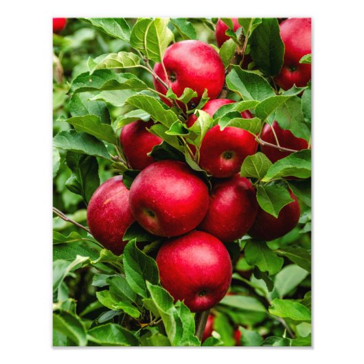Impression Photo Pommes rouges lumineuses (Devant)