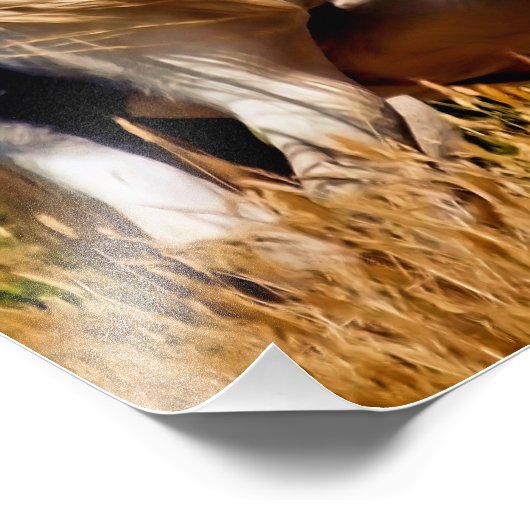 IMPRESSION PHOTO PONIES (Coin)