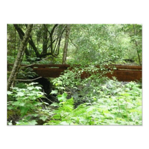 Impression Photo Pont de Muir Woods I