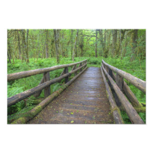 Impression Photo pont en bois de Maple Glade trail, fougères et