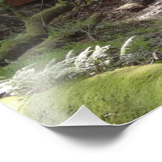 Impression Photo Pont Muir Woods II (Coin)