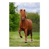 Pony islandais à un Tölt amusant pour les amateurs
