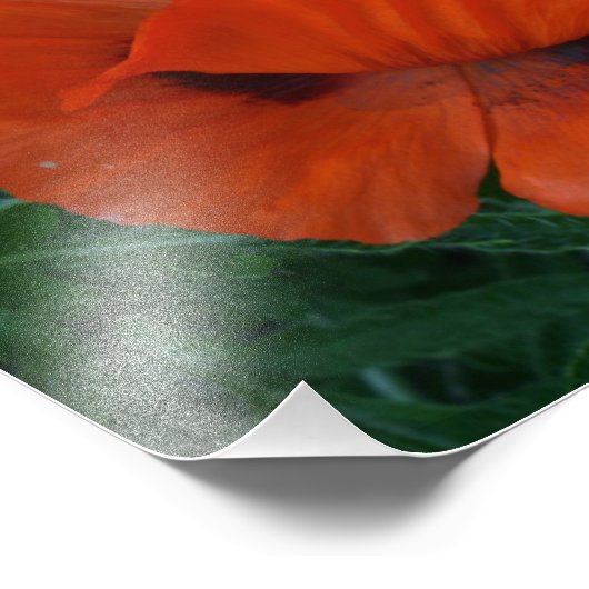 Impression Photo Poppies (Coin)