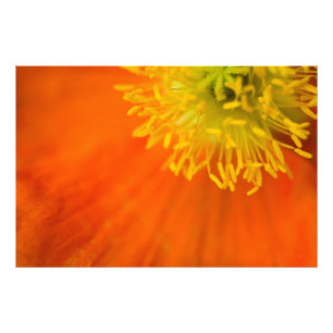 Impression Photo Poppy islandais