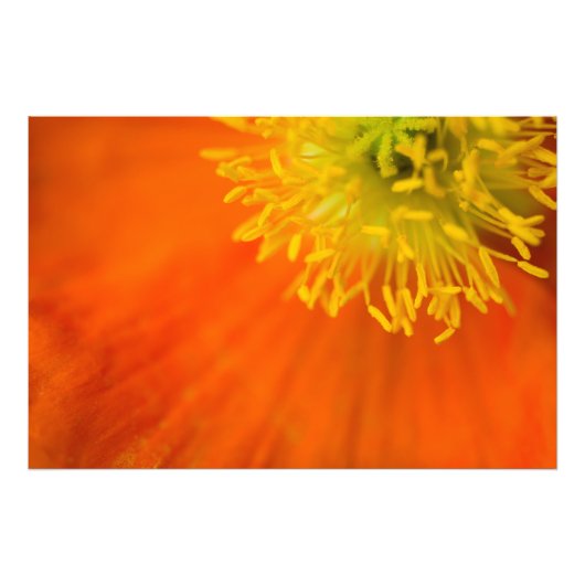 Impression Photo Poppy islandais (Devant)