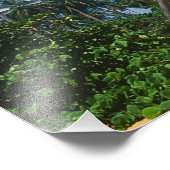 Impression Photo Porto Rico, Isla Verde, palmiers. (Coin)