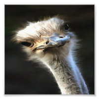 Portrait Artistique Ostrich Avec Expression Goofy