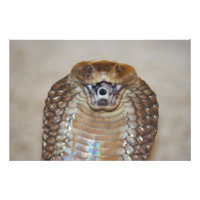 Portrait Cobra craché