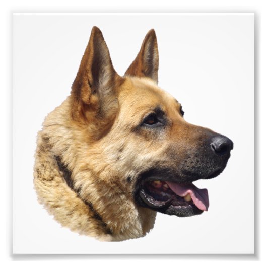 Impression Photo Portrait d'Alsatian German shepherd (Devant)