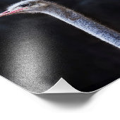 Impression Photo portrait d'autruche (Coin)