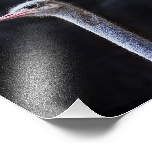 Impression Photo portrait d'autruche (Coin)