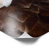 Impression Photo Portrait de Bald Eagle (Coin)